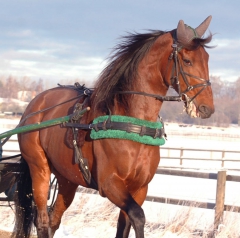 Random Shot 160121-1